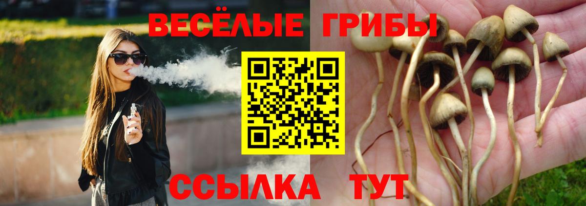 Галлюциногенные грибы Psilocybe Новоуральск